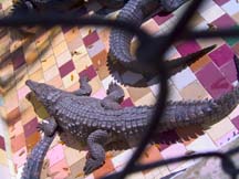 alligators at rest