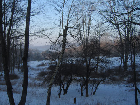 viewing the misty pasture